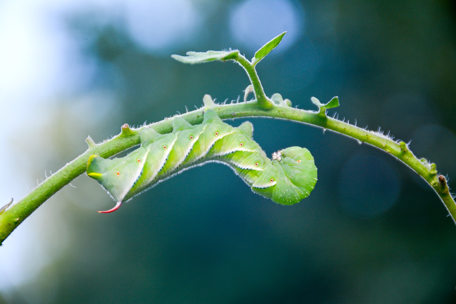 caterpillar on a branch, pixabay