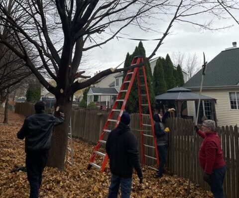 Taking down tree limbs