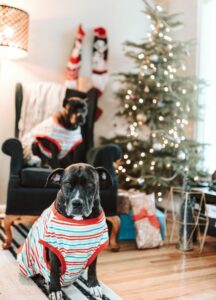 dogs wearing ugly sweaters, photo bySandra Seitamaa, unsplash