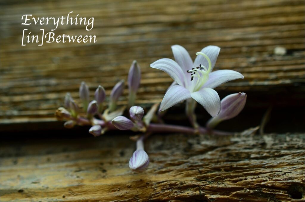"Everything [in]Between" with image of flowers in between wood blocks