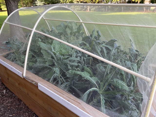Kale Garden Box