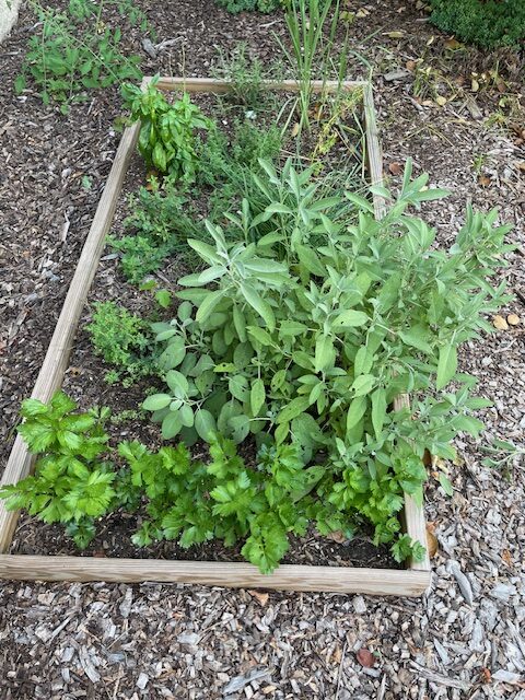 Herbs in the Garden Box