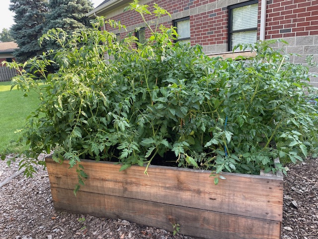 Tomatoes in the Garden Box