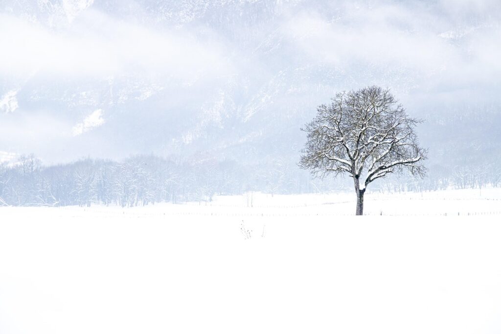 Image of snow covered scene, with tree and mountains behind, from pixabay. 